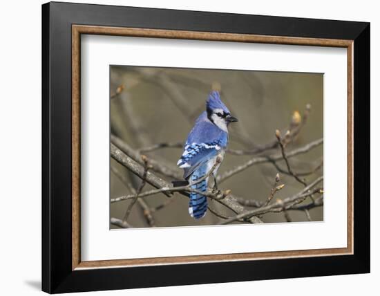 Blue jay-Adam Jones-Framed Photographic Print