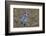 Blue jay-Adam Jones-Framed Photographic Print