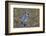 Blue jay-Adam Jones-Framed Photographic Print