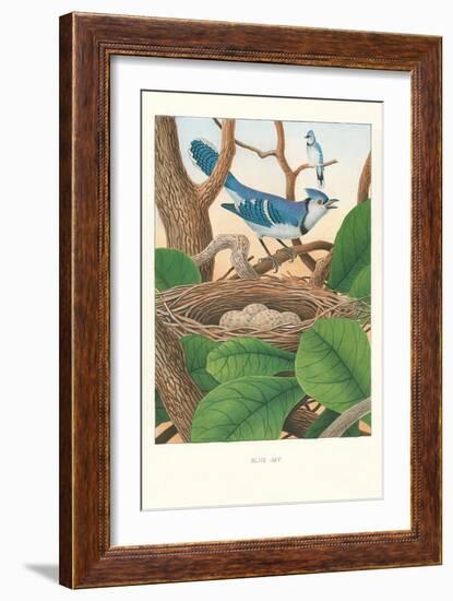 Blue Jays-null-Framed Art Print