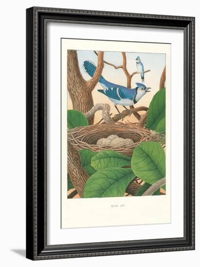 Blue Jays-null-Framed Art Print