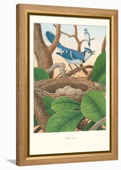 Blue Jays-null-Framed Stretched Canvas