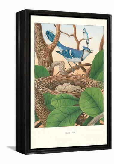 Blue Jays-null-Framed Stretched Canvas