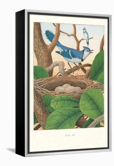 Blue Jays-null-Framed Stretched Canvas