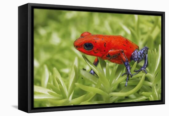 Blue-jeans frog, Strawberry poison dart frog-Adam Jones-Framed Premier Image Canvas