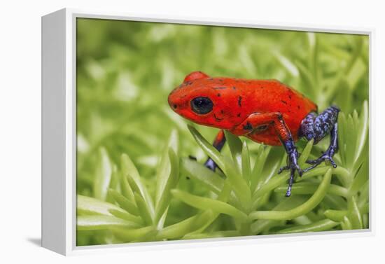 Blue-jeans frog, Strawberry poison dart frog-Adam Jones-Framed Premier Image Canvas