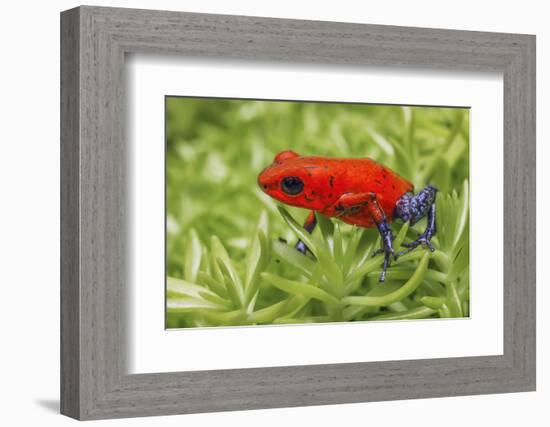 Blue-jeans frog, Strawberry poison dart frog-Adam Jones-Framed Photographic Print