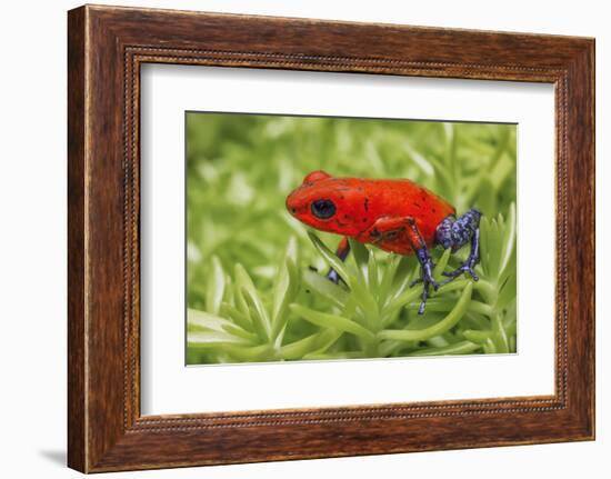 Blue-jeans frog, Strawberry poison dart frog-Adam Jones-Framed Photographic Print