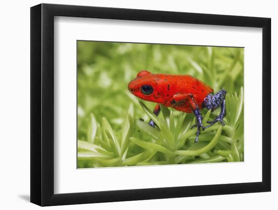 Blue-jeans frog, Strawberry poison dart frog-Adam Jones-Framed Photographic Print
