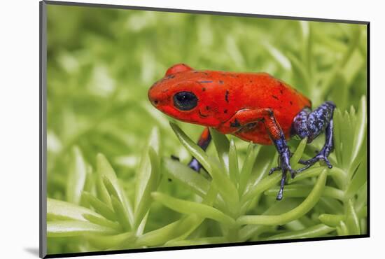 Blue-jeans frog, Strawberry poison dart frog-Adam Jones-Mounted Photographic Print