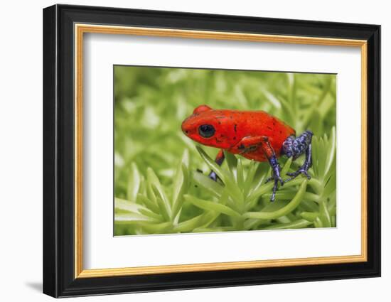 Blue-jeans frog, Strawberry poison dart frog-Adam Jones-Framed Photographic Print