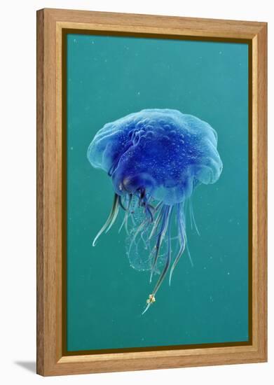 Blue Jellyfish (Cyanea Lamarckii), Feeding on Small Plankton, Lundy Island, Devon, UK-Linda Pitkin-Framed Premier Image Canvas