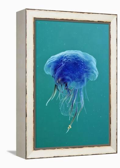 Blue Jellyfish (Cyanea Lamarckii), Feeding on Small Plankton, Lundy Island, Devon, UK-Linda Pitkin-Framed Premier Image Canvas