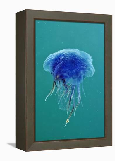 Blue Jellyfish (Cyanea Lamarckii), Feeding on Small Plankton, Lundy Island, Devon, UK-Linda Pitkin-Framed Premier Image Canvas