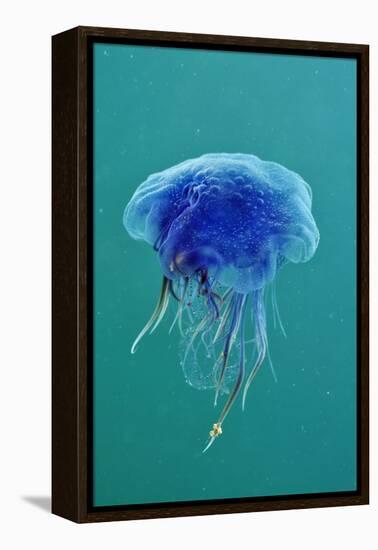 Blue Jellyfish (Cyanea Lamarckii), Feeding on Small Plankton, Lundy Island, Devon, UK-Linda Pitkin-Framed Premier Image Canvas