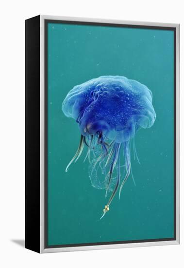 Blue Jellyfish (Cyanea Lamarckii), Feeding on Small Plankton, Lundy Island, Devon, UK-Linda Pitkin-Framed Premier Image Canvas