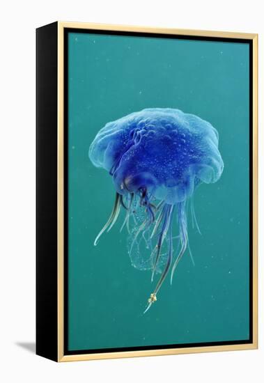 Blue Jellyfish (Cyanea Lamarckii), Feeding on Small Plankton, Lundy Island, Devon, UK-Linda Pitkin-Framed Premier Image Canvas