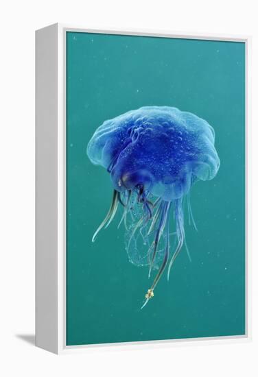 Blue Jellyfish (Cyanea Lamarckii), Feeding on Small Plankton, Lundy Island, Devon, UK-Linda Pitkin-Framed Premier Image Canvas