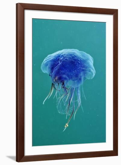 Blue Jellyfish (Cyanea Lamarckii), Feeding on Small Plankton, Lundy Island, Devon, UK-Linda Pitkin-Framed Photographic Print