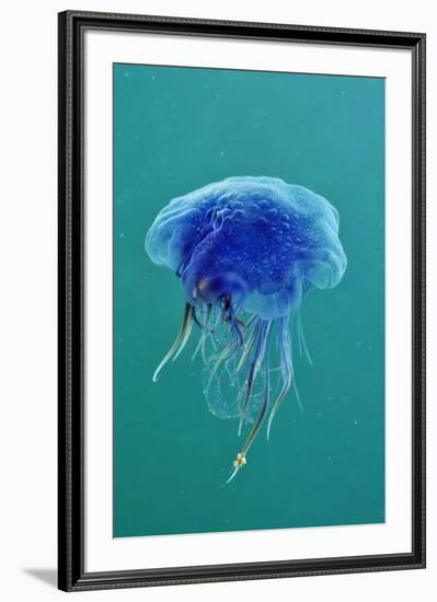 Blue Jellyfish (Cyanea Lamarckii), Feeding on Small Plankton, Lundy Island, Devon, UK-Linda Pitkin-Framed Photographic Print