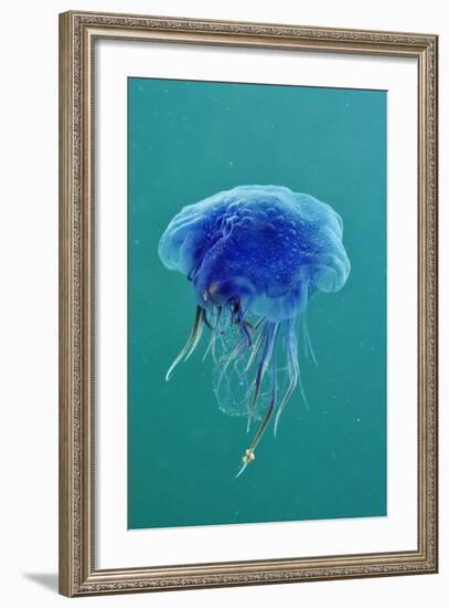 Blue Jellyfish (Cyanea Lamarckii), Feeding on Small Plankton, Lundy Island, Devon, UK-Linda Pitkin-Framed Photographic Print