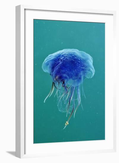 Blue Jellyfish (Cyanea Lamarckii), Feeding on Small Plankton, Lundy Island, Devon, UK-Linda Pitkin-Framed Photographic Print