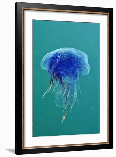 Blue Jellyfish (Cyanea Lamarckii), Feeding on Small Plankton, Lundy Island, Devon, UK-Linda Pitkin-Framed Photographic Print