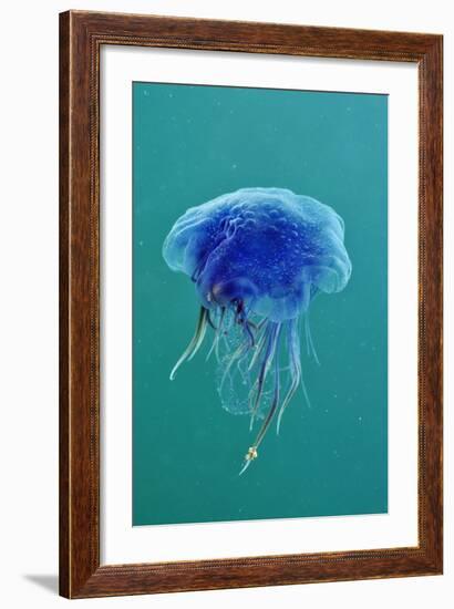 Blue Jellyfish (Cyanea Lamarckii), Feeding on Small Plankton, Lundy Island, Devon, UK-Linda Pitkin-Framed Photographic Print