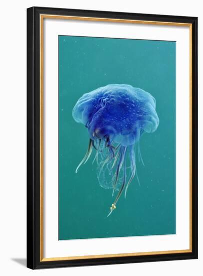 Blue Jellyfish (Cyanea Lamarckii), Feeding on Small Plankton, Lundy Island, Devon, UK-Linda Pitkin-Framed Photographic Print