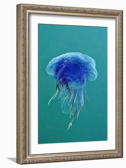 Blue Jellyfish (Cyanea Lamarckii), Feeding on Small Plankton, Lundy Island, Devon, UK-Linda Pitkin-Framed Photographic Print