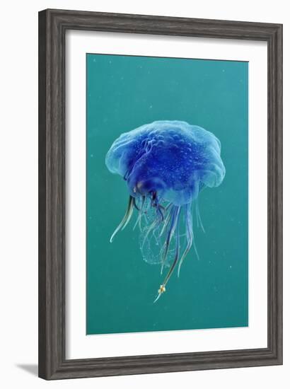 Blue Jellyfish (Cyanea Lamarckii), Feeding on Small Plankton, Lundy Island, Devon, UK-Linda Pitkin-Framed Photographic Print