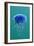 Blue Jellyfish (Cyanea Lamarckii), Feeding on Small Plankton, Lundy Island, Devon, UK-Linda Pitkin-Framed Photographic Print