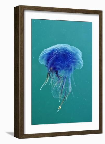 Blue Jellyfish (Cyanea Lamarckii), Feeding on Small Plankton, Lundy Island, Devon, UK-Linda Pitkin-Framed Photographic Print