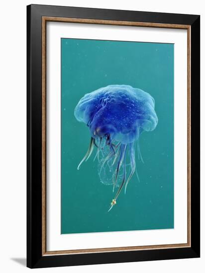 Blue Jellyfish (Cyanea Lamarckii), Feeding on Small Plankton, Lundy Island, Devon, UK-Linda Pitkin-Framed Photographic Print