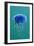 Blue Jellyfish (Cyanea Lamarckii), Feeding on Small Plankton, Lundy Island, Devon, UK-Linda Pitkin-Framed Photographic Print