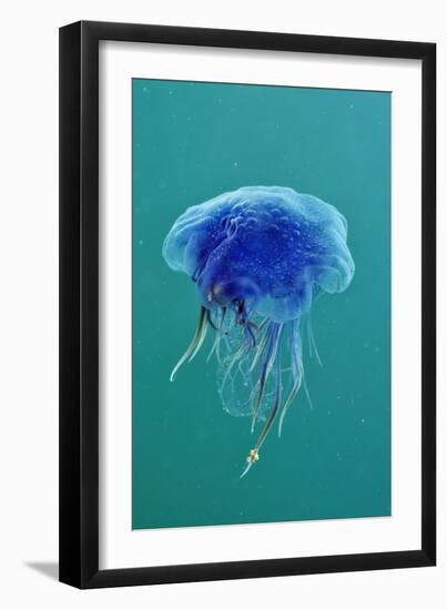 Blue Jellyfish (Cyanea Lamarckii), Feeding on Small Plankton, Lundy Island, Devon, UK-Linda Pitkin-Framed Photographic Print