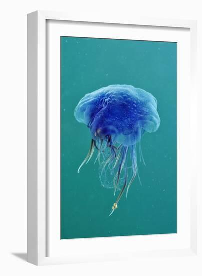 Blue Jellyfish (Cyanea Lamarckii), Feeding on Small Plankton, Lundy Island, Devon, UK-Linda Pitkin-Framed Photographic Print