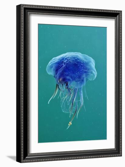 Blue Jellyfish (Cyanea Lamarckii), Feeding on Small Plankton, Lundy Island, Devon, UK-Linda Pitkin-Framed Photographic Print