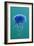 Blue Jellyfish (Cyanea Lamarckii), Feeding on Small Plankton, Lundy Island, Devon, UK-Linda Pitkin-Framed Photographic Print