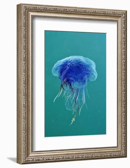 Blue Jellyfish (Cyanea Lamarckii), Feeding on Small Plankton, Lundy Island, Devon, UK-Linda Pitkin-Framed Photographic Print