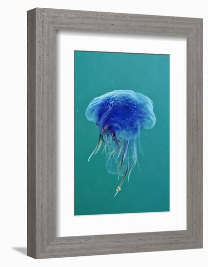 Blue Jellyfish (Cyanea Lamarckii), Feeding on Small Plankton, Lundy Island, Devon, UK-Linda Pitkin-Framed Photographic Print