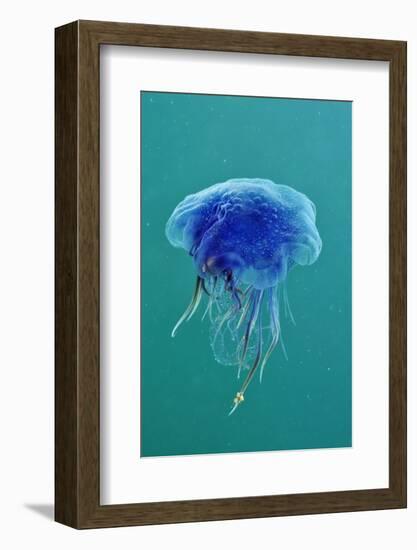 Blue Jellyfish (Cyanea Lamarckii), Feeding on Small Plankton, Lundy Island, Devon, UK-Linda Pitkin-Framed Photographic Print