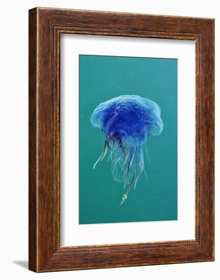 Blue Jellyfish (Cyanea Lamarckii), Feeding on Small Plankton, Lundy Island, Devon, UK-Linda Pitkin-Framed Photographic Print