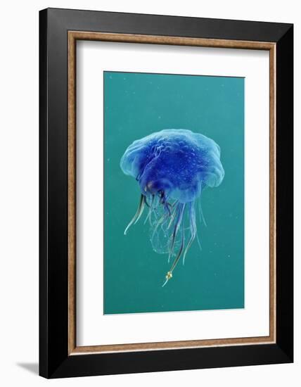 Blue Jellyfish (Cyanea Lamarckii), Feeding on Small Plankton, Lundy Island, Devon, UK-Linda Pitkin-Framed Photographic Print