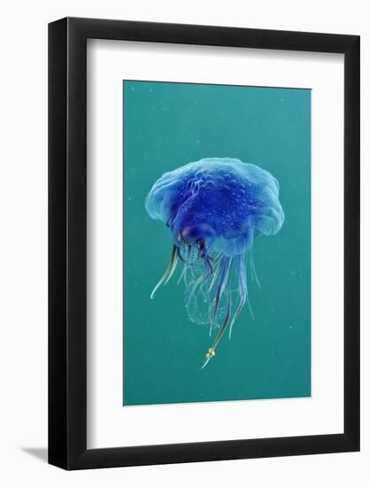 Blue Jellyfish (Cyanea Lamarckii), Feeding on Small Plankton, Lundy Island, Devon, UK-Linda Pitkin-Framed Photographic Print