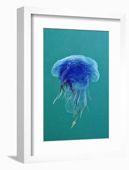 Blue Jellyfish (Cyanea Lamarckii), Feeding on Small Plankton, Lundy Island, Devon, UK-Linda Pitkin-Framed Photographic Print