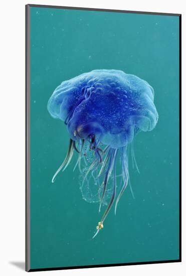 Blue Jellyfish (Cyanea Lamarckii), Feeding on Small Plankton, Lundy Island, Devon, UK-Linda Pitkin-Mounted Photographic Print