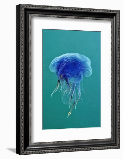 Blue Jellyfish (Cyanea Lamarckii), Feeding on Small Plankton, Lundy Island, Devon, UK-Linda Pitkin-Framed Photographic Print