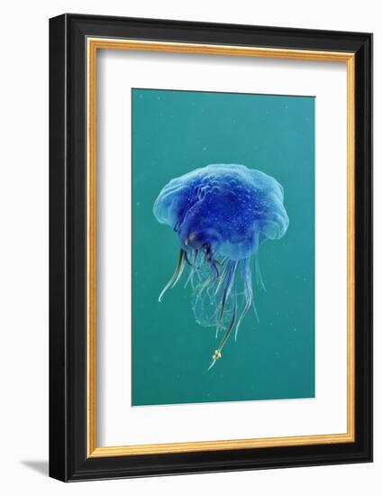 Blue Jellyfish (Cyanea Lamarckii), Feeding on Small Plankton, Lundy Island, Devon, UK-Linda Pitkin-Framed Photographic Print