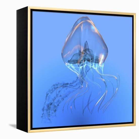 Blue Jellyfish Illustration-Stocktrek Images-Framed Stretched Canvas